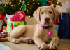 Thinking of Getting a Puppy This Christmas? What You Need to Know 
