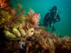 An eleven-armed sea star on a restored shellfish reef in Dromana, Victoria.