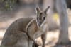 A Bridled Nailtail Wallaby at Avocet Nature Refuge. Image credit: Grassland Films. 