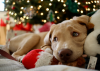 Thinking of Getting a Puppy This Christmas? What You Need to Know