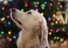 Thinking of Getting a Puppy This Christmas? What You Need to Know