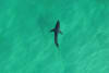 Sharks can be detected using drones and information shared directly to Surf Life Savers. Image source - ABC News
