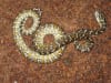 Carpet Python killed by a car, Northern Territory.