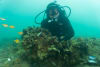 TNC's Andy Bossie among the flourishing shellfish reefs.