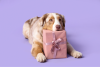 Dog with present

Stock Image 