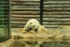 A polar bear at Sea World Gold Coast, February 2026