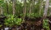 A mangrove forest in Cairns: Traditional owners often find their lands ineligible for carbon credits because they remain intact.