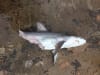 A shark caught in a shark culling net which has fallen prey to a larger shark. Baiting and killing sharks and other wildlife near beaches attracts other sharks nearer to shore.