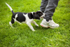 Puppy pulling pant leg. Stock Image.
