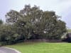 Melbourne Zoo's 110-year-old Ficus Macrophylla tree at Carousel Park.