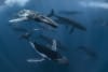 A pod of humpback whales swimming underwater © Darren Jew