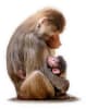 Mother and infant baboon 
