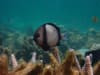 A damselfish (Dascyllus Reticulatus). Image: Juan Carlos Azofeifa-Solano 