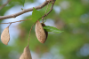 Pongamia seed pods growing on tree, the renewable, non-food feedstock at the core of Ecopha's bioeconomy platform.