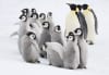 A group of emperor penguin chicks with adults in the Snow Hill Island colony, Antarctica. 
© naturepl.com / Bryan and Cherry Alexander / WWF