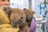 Cassidy with her third joey Casiope © Currumbin Wildlife Hospital