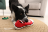 Teenage puppy chewing a shoe.