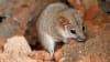 Pilungah Reserve protects the only known population of Fat-tailed Pseudantechinus in Queensland.