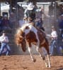 Dust off those boots, grab your Akubra and tighten your buckles because there is officially 100 days until the legendary Mount Isa Mines Rodeo _photo Peter Wallis