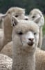 National Alpaca Week