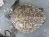 A turtle which had been caught in a shark net in NSW.