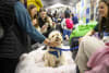 The Brisbane Dog Lovers Festival promises a weekend full of fun, entertainment and plenty of puppy smooches.