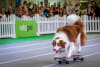 Across the weekend, the much-loved Festival attractions return, including the ever-popular VitaPet Arena, where audiences will be treated to high-energy demonstrations.