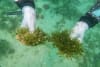 Handfuls of Caulerpa. CREDIT Richie Hughes, Earth Sciences NZ