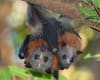 Flying foxes. Photo by Nick Edard.