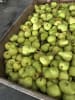 Pears