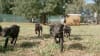 GRNSW has announced record numbers for this year's Puppy Auction to be held on June 28 at Richmond.