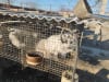 Fur farm of fox and raccoon dog in Qinhuangdao, China November 2025.