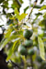 Figure 1 Australian avocado orchard