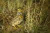 IMAGE CREDIT: Ben Williams/Trust for Nature. The critically endangered Plains-wanderer depends on native grasslands in northern Victorian. 