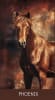 KNP Brumby ' Phoenix' photographed by Kiki Sjoberg