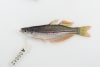 Exquisite rainbowfish (Melanotaenia exquisita) is one of the species in the library. Picture: Michael Hammer