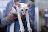 Cat lovers are being invited to experience the Sydney Cat Lovers Festival when it returns to Sydney Showground on Saturday 22 and Sunday 23 August 2026.