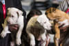The Sydney Dog Lovers Festival returns to Sydney Showground on Saturday 22 and Sunday 23 August 2026, delivering two action-packed days dedicated to everything canine.