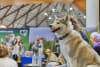 The Sydney Dog Lovers Festival returns to Sydney Showground on Saturday 22 and Sunday 23 August 2026, delivering two action-packed days dedicated to everything canine.