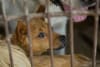 At a Yulin, Guangxi, China, dogmeat slaughterhouse, several dogs are shown on June 3, 2026, prior to their rescue. This slaughterhouse will be closing and the owner will be supported as he transitions to an alternate livelihood.