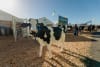 Ireland Pavilion at site D67, Fieldays 2026 