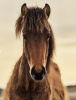 Wild Brumby - Photo Credit Kiki Sjoberg - Instagram @brumby_strong