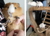 Liberty Adoption Centre