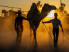 It's WORLD CAMEL DAY - photo taken at Boulia Races by Matt Williams  