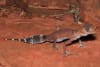 Pilbara barking gecko