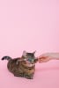 CPSV International Cat Day 