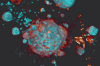 Dead cell fragments breaking apart that can be hijacked by SARS-CoV-2 to gain entry to immune cells (macrophages).