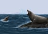 The earliest eared seals, such as the 10 million-year-old Pithanotaria starii, improved their amphibious hearing abilities. Their in-air hearing was especially acute. Image creadit: Jamie Bran