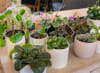 Award -winning pot plants.