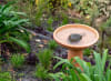 An award-winning North Sydney garden.